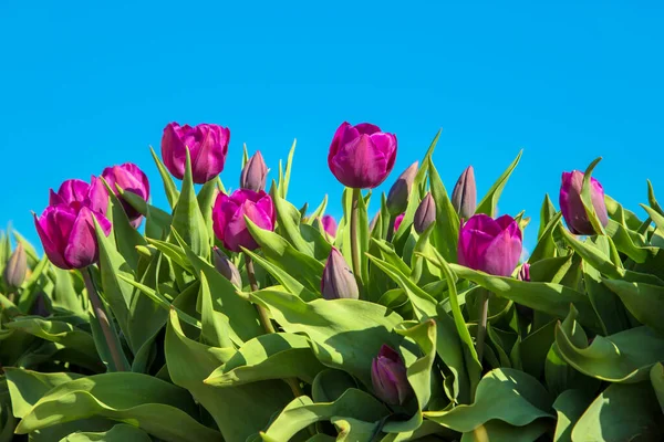 Campos Coloridos Tulipas Multicoloridas Primavera Paisagem Holandesa Fundo — Fotografia de Stock