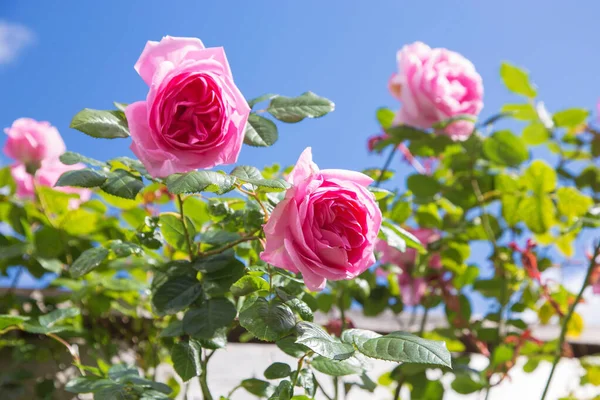 Große Rosa Rose Blume Auf Einem Hintergrund Von Blauem Himmel — Stockfoto