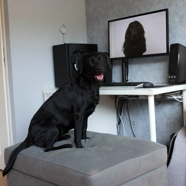 Conversa Vídeo Com Cães Dog Black Labrador Retriever Comunica Com — Fotografia de Stock