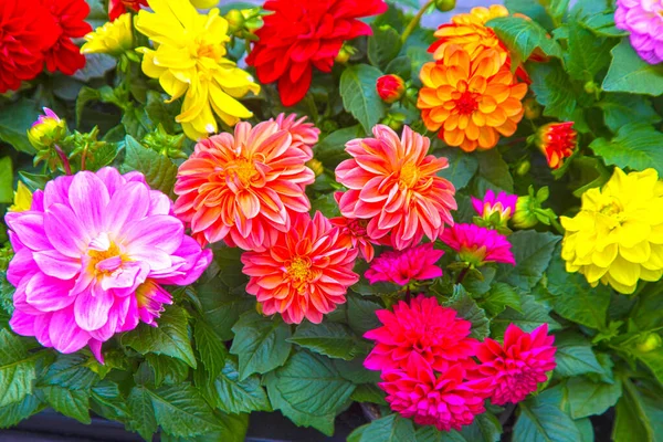 ダリアの明るい夏の多色の花 夏の花壇 色とりどりの花の庭の背景 — ストック写真