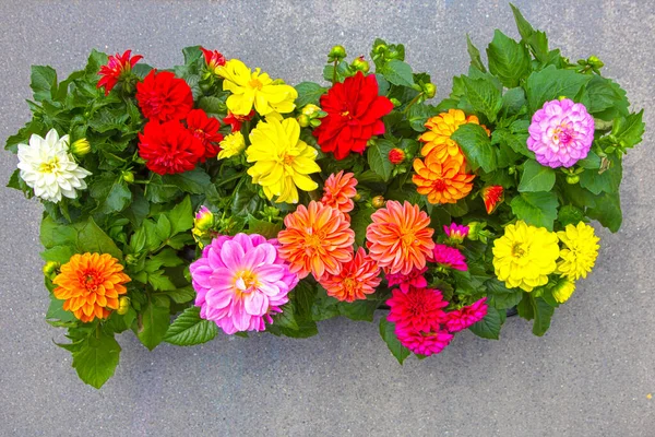 Bright Summer Multi Colored Flowers Dahlia Summer Flower Bed Colorful — Stock Photo, Image