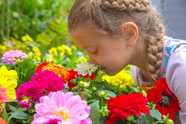 Cute Adorable Little Girl Sniffing Dahlia Flowers Sunny Summer Childhood — Stock Photo, Image