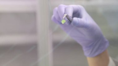 Bitkilerin klonlama. Microclonal üreme üzüm. Apikal sürgen yöntemi.