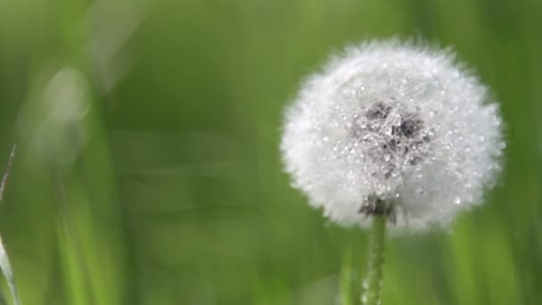 タンポポの朝露 草の中のタンポポ レースの滴と全体のタンポポ タンポポの露 — ストック動画