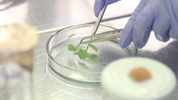 Cloning of the plants in a Petri dish. Microclonal reproduction of grapes. Method of apical meristems. — Stock Video