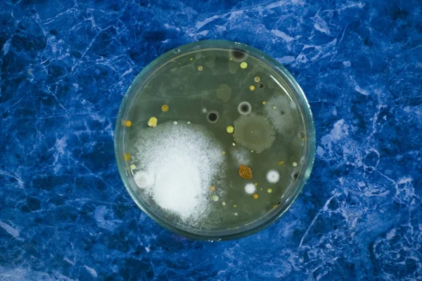 细菌在培养皿上的菌落 — 图库照片