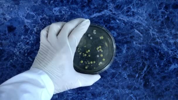 Onderzoek naar bacteriële kolonies op een petrischaal. Staphylococcus en schimmels. Schimmel op een petrischaal. — Stockvideo