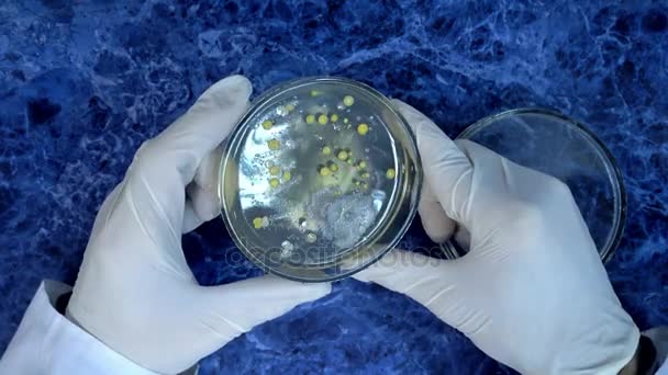 Brillo de colonias de bacterias. Molde en una placa de Petri. Examen de colonias bacterianas en una placa de Petri. Colonias de estafilococo y moho . — Vídeo de stock