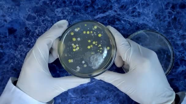 Brillo de colonias de bacterias. Molde en una placa de Petri. Examen de colonias bacterianas en una placa de Petri. Colonias de estafilococo y moho. Inspección de colonias bacterianas en un círculo . — Vídeos de Stock