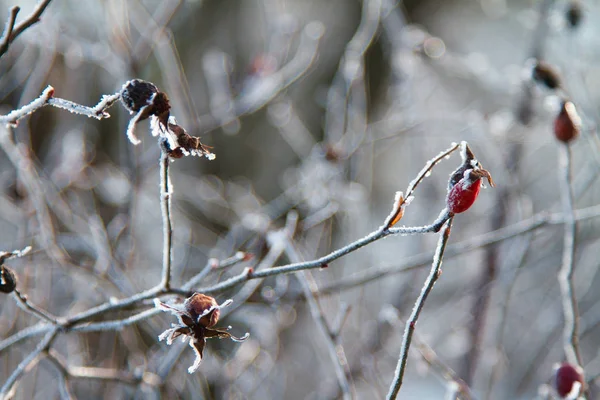 Semi Rose Selvatiche Sono Coperti Hoarfrost Semi Rossi Una Rosa — Foto Stock