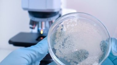  Petri kabına ve mikroskop. 