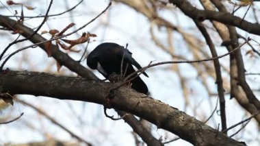 Kale ceviz cleaves. Bir ağaç dalı üzerinde cevizli Kalesi.