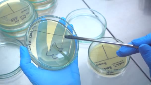 Semear Bactérias Uma Placa Petri Usando Loop Microbiológico Experimento Com — Vídeo de Stock