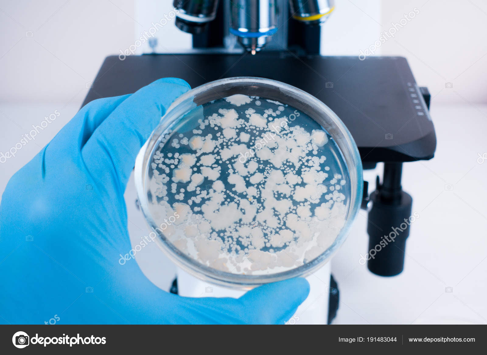 Laboratory Microscope Petri Dish Bacteria Analysis Bacterial Culture Microscope Study Stock Photo C Nikolayasasis 191483044