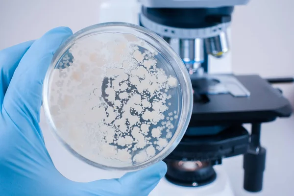 Лабораторный Микроскоп Чашка Петри Бактериями Анализ Бактериальной Культуры Микроскопом Изучение Стоковая Картинка