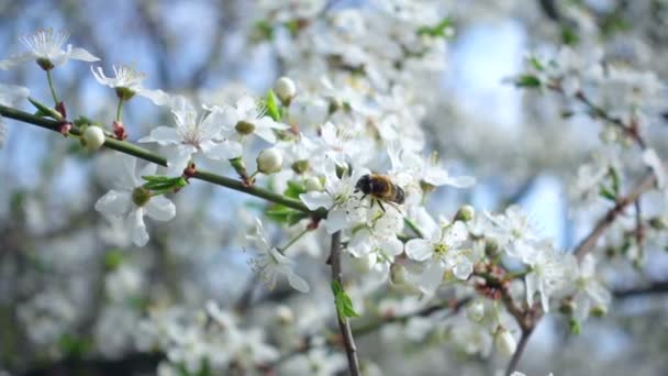 Flores del Árbol — Vídeo de stock