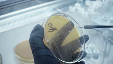 Bir örnek seçimi close-up. Mikrobiyolojik laboratuvar çalışma. Labortory, gerçek eser.