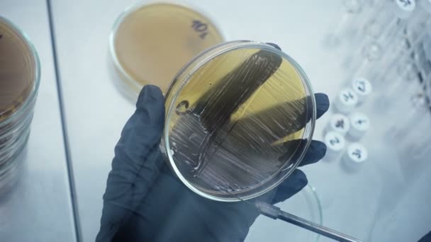 Primer Plano Una Selección Muestras Laboratorio Microbiológico Verdadero Trabajo Laboratorio — Vídeo de stock