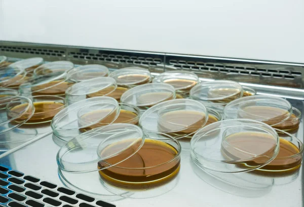 Acabaram Placas Petri Boxe Laminar Preparação Para Experiência Laboratório Ágar Imagens Royalty-Free