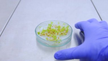 Marul, büyüme hormonlarının eklendiği bir petri kabında filizlenir. Su teresi salatası genleriyle yapılan bir deneyin sonucu. Petri kabında genetiği değiştirilmiş su teresi salatası..