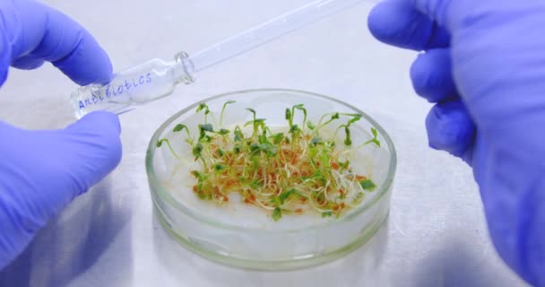 手袋を着用した科学者のクローズアップは 若いレタスの苗に抗生物質を追加します 抗生物質を用いた実験植物の保護 サラダを守るための抗生物質 — ストック動画