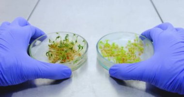 Elinde deneysel bir salatayla iki fincan Petri kabı tutan ve karşılaştıran bir bilim adamının yakın çekimi. Genetik olarak değiştirilmiş marul üzerinde yapılan deneyin sonuçları analiz ediliyor..