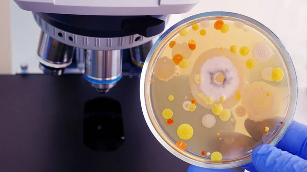 Análise Bacteriana Laboratório Uma Placa Petri Com Bactérias Coloridas Fundo Imagens Royalty-Free