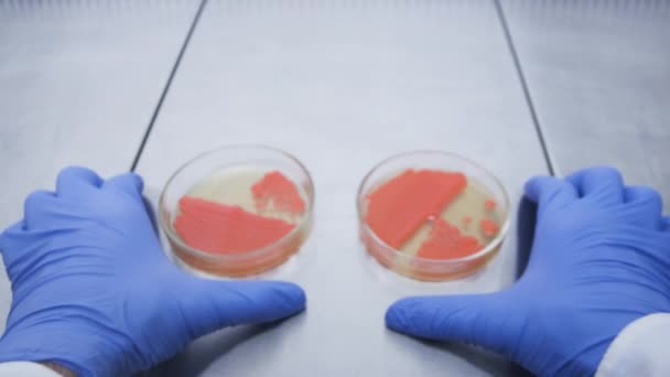 Twee Verschillende Soorten Biergist Die Met Behulp Van Biotechnologische Methoden — Stockvideo