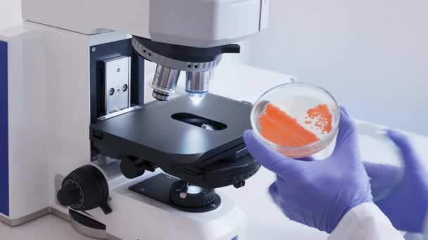 Știință Pune Vas Petri Bacterii Drojdie Sub Microscop Analizează Puritatea — Videoclip de stoc