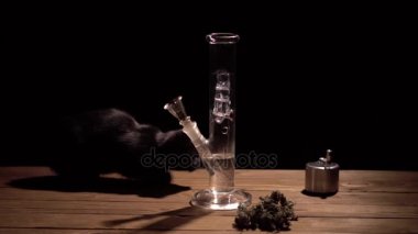 Siyah arkaplan ve siyah kedi yavaş hareket üzerinde marihuana ile nargile Sigara .