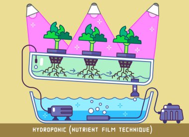 Hydroponic besin Film tekniği