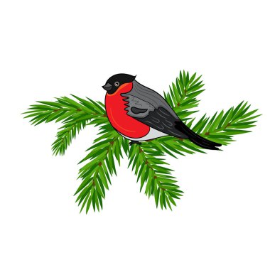 Boğa ispinozu bir çam dalına oturur. Beyaz boş arkaplanda izole bir illüstrasyon.