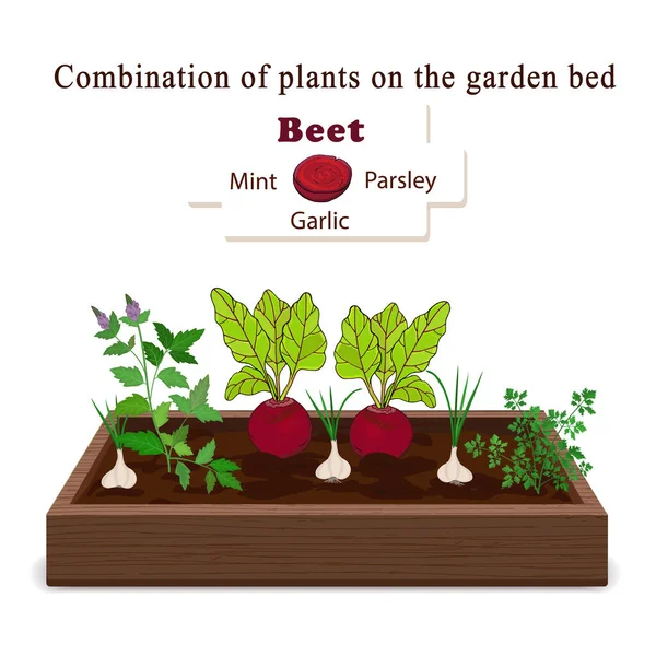 한 침대에서 채소와 식물을 키우고 있습니다. 사탕무, 파슬리, 민트, 마늘 — 스톡 벡터