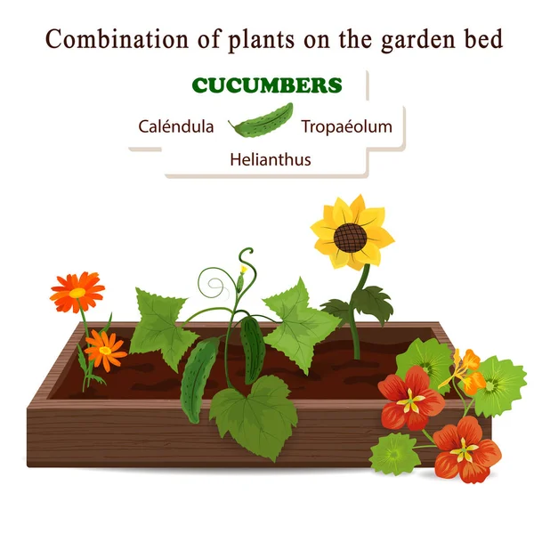 Hodowla warzyw i roślin na jednym łóżku. Ogórki, Calendula, Nasturt, Słonecznik — Wektor stockowy