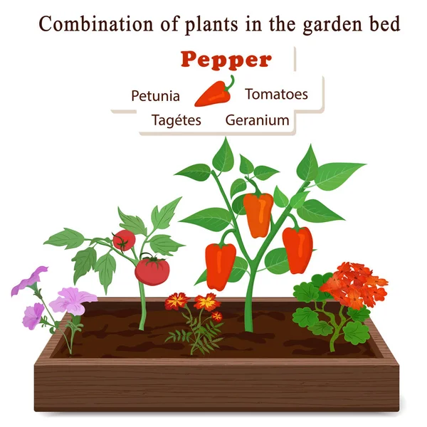 Hodowla warzyw i roślin na jednym łóżku. Pieprz, geranium, petunia, nagietki, pomidory — Wektor stockowy