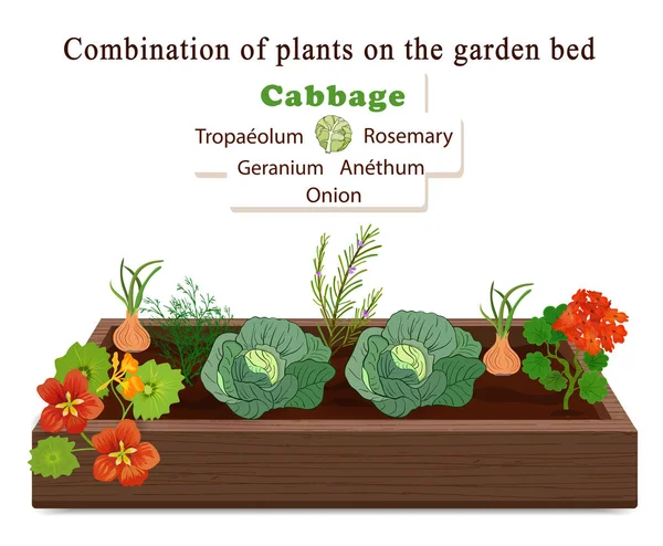 Hodowla warzyw i roślin na jednym łóżku. Kapusta, cebula, kwiaty geranium i nasturcji — Wektor stockowy