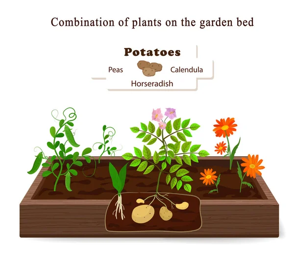 Cultivar vegetais e plantas em uma cama. Batatas, rábano, ervilhas, gaivotas —  Vetores de Stock