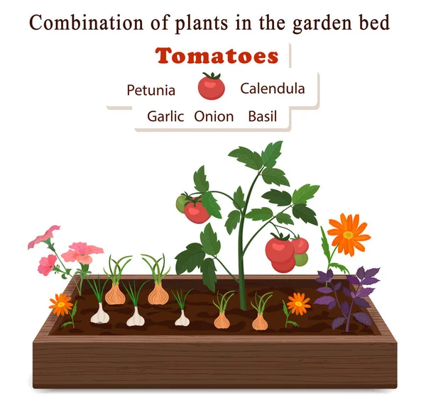 Hodowla warzyw i roślin na jednym łóżku. Pomidory, cebula, czosnek, kwiaty nagietka i petunie — Wektor stockowy