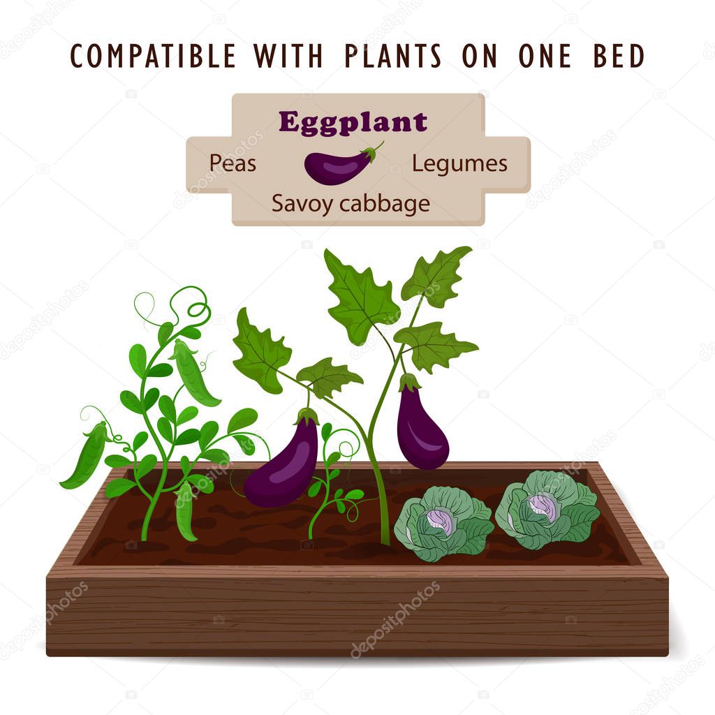 Growing vegetables and plants on one bed. Cabbage, Eggplant, Peas
