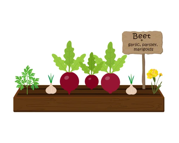 Gemüse und Pflanzen auf einem Beet im Garten anbauen. Rüben, Knoblauch, Ringelblumen, Petersilie — Stockvektor