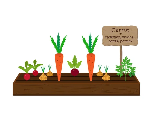Gemüse und Pflanzen auf einem Beet im Garten anbauen. Möhren, Petersilie, Radieschen, Rüben, Zwiebeln — Stockvektor