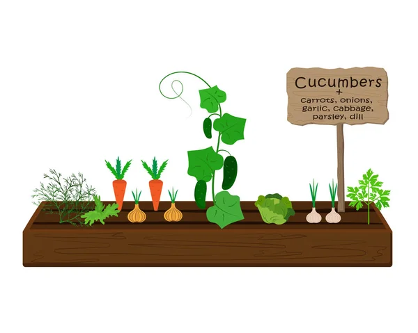 Cultivar verduras y plantas en una cama en el jardín. Pepinos, eneldo, perejil, zanahorias, repollo, cebolla, ajo — Archivo Imágenes Vectoriales
