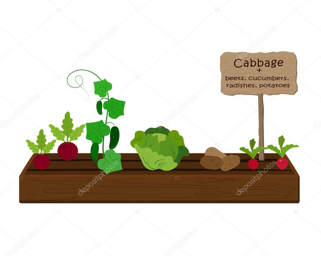 Growing vegetables and plants on one bed in the garden. Cabbage, radish, cucumber, potato