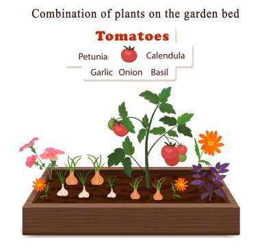 Growing vegetables and plants on one bed. Tomatoes, onions, garlic, calendula flowers and petunias. clipart