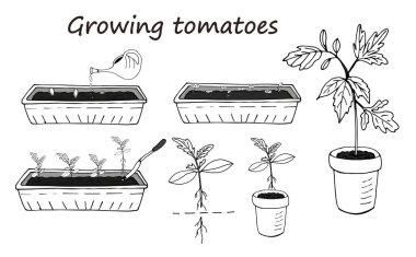 Beyaz arkaplanda büyüyen domatesler üzerine bir dizi siyah beyaz element