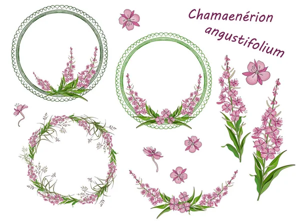 Set of round frames, wreaths, floral and floral elements of narrow-leaved fireweed flowers — ストックベクタ