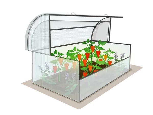 Garden Greenhouse Crop Pepper Isolated Object Blank Background Vector — Stock Vector