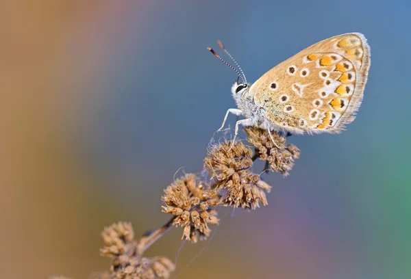 Papillon bleu commun (Polyomathus icarus) — Photo