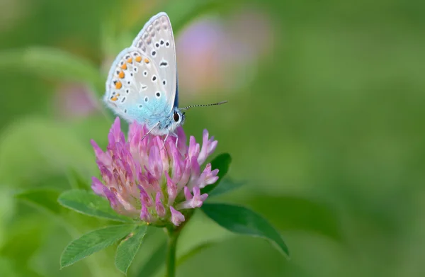Papillon bleu commun — Photo