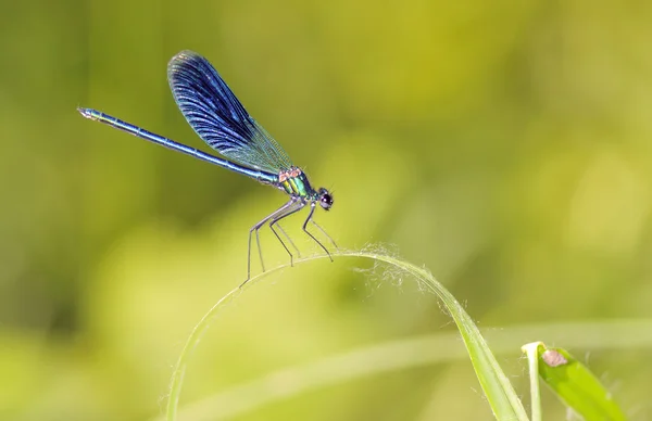 Libélula al aire libre (coleópteros splendens ) —  Fotos de Stock